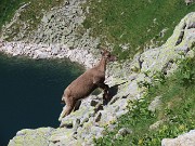 CORNO STELLA , panorami, monti, laghi, fiori, stambecchi-9lu25  - FOTOGALLERY